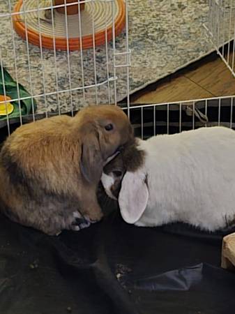 Fixed male and female rabbit for rehoming