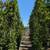 Ficus 15 thumbnail