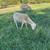 St. Croix Sheep 8 thumbnail