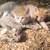 Half Siamese kittens $25 3 thumbnail