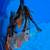 Large domestic butterfly koi 7 thumbnail
