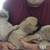 Chug Puppies Chihuahua/Pug Mix 2 thumbnail