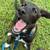 Puppy for rehoming! 6 thumbnail