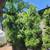 Trees, Shade! Chinese pistache 'KD' 6 thumbnail