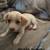 Chiweenie mix puppies for sale 3 thumbnail