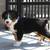 Australian Shepherd Puppy 2 thumbnail