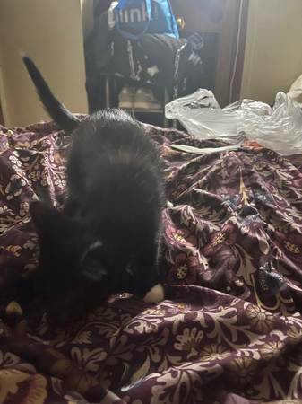 4 gatitos machos (Bronx)63930930217602123