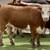 Finished Grain Fed Feeder Steers & Heifers Butcher Calf 7 thumbnail