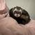 Ferrets with cage 2 thumbnail