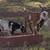 Goats 2 thumbnail