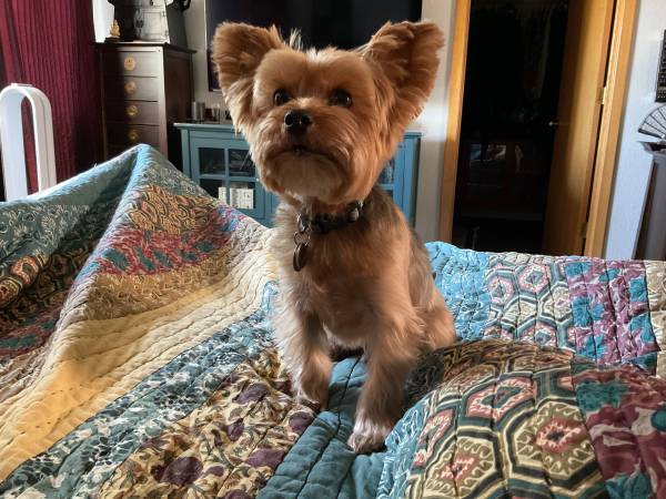 lost dog (hamden, denver, co)63921243965570120