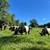 Cattle available 4 thumbnail