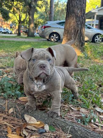 American Bully "Micro" (Cypress)63859314359939120
