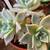 South African wide tongue succulents and other succulents 17 thumbnail