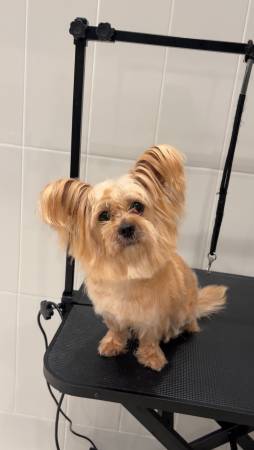 Chorkie necesita un hogar amoroso (South Park)63804731208067123