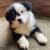 Australian shepherd puppy rehoming 1 thumbnail