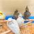 Tame cockatiel/ birds 5 thumbnail