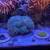 Saltwater corals 2 thumbnail