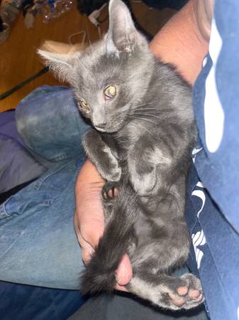 Kittens to a good home (East hampton)63873145961089121