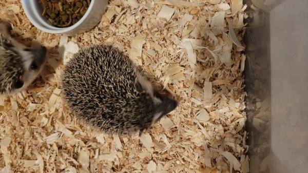 Baby Hedgehogs (Warwick)63670021318019120