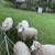 sheep 2 thumbnail