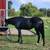 Registered gaited rocky filly 2 thumbnail