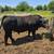 Simmental bull 3 thumbnail