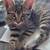 Cute Kittens: Altered with Shots and Ready for a New Home 3 thumbnail