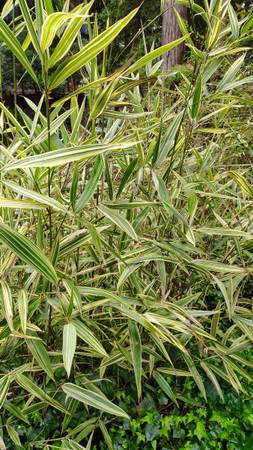 Variegated 'Shiroshima' Bamboo (Hibanobambusa tranquillans) - 15 Gallon Pots 1