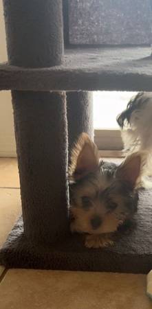 Yorkshire Terrier 520543020three64050549901186120