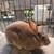 Mini rex 1 thumbnail