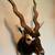 Texas Hill Country Black-Buck Taxidermy Shoulder Mount 1 thumbnail