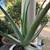 Aloe vera plants 3-year established 1 thumbnail