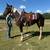 Big Stout Mare 2 thumbnail