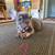 English/Frenchie Mix Puppies 5 thumbnail