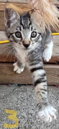 kitten (Auburn)63826637131649122