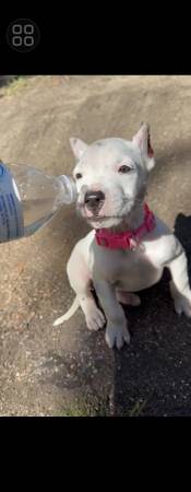 Cachorro Dogo Argentino (Visalia)63873027092481121