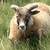 ICELANDIC SHEEP 10 thumbnail