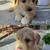 Melted poodle half Yorky 3 thumbnail
