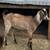 ADGA French Alpine Doe, Buck ADGA Nubian Buck availalbe 3 thumbnail