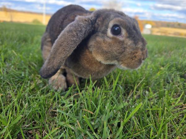 Mini Plush Lop Buck (Great Bend)64183871956993120