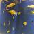 African Cichlid Peakcock's & Haplochromis Nyererei Juvenile Fish 10 thumbnail