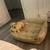 Rehoming lab puppy 1 thumbnail