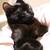 Toro & Ebi - Adorable Male Kittens - DOB 05-19-25 3 thumbnail