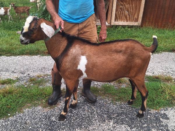 Goat 1