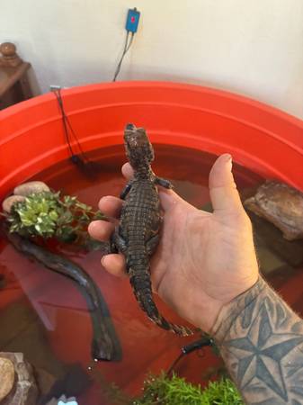 Dwarf caiman 1