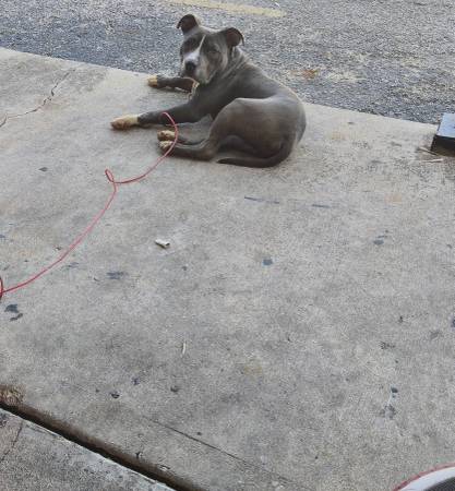 5 Month Pit/Bully Mix (Killeen)63839344889987120