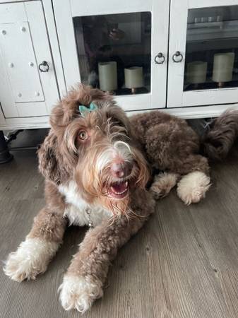 Female Bernedoodle (Mesa)64007248279939120