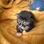 Maine Coon kittens 1 thumbnail