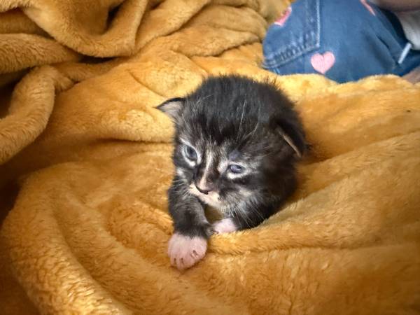 Maine Coon kittens 1